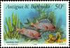 Colnect-5978-764-Longspine-Squirrelfish-Holocentrus-rufus.jpg