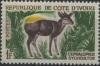 Colnect-870-520-Yellow-backed-Duiker-Cephalophus-silvicultor.jpg