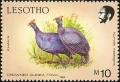 Colnect-1725-560-Helmeted-Guineafowl-Numida-meleagris.jpg