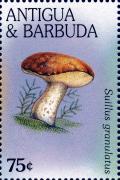 Colnect-2025-697-Suillus-granulatus.jpg