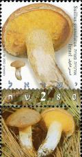 Colnect-2654-004-Suillus-granulatus.jpg