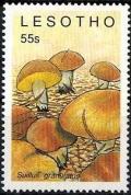 Colnect-2931-804-Suillus-granulatus.jpg