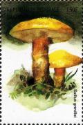 Colnect-3045-406-Suillus-grevillei.jpg