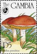 Colnect-3061-973-Suillus-granulatus.jpg