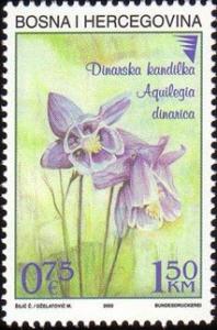 Colnect-568-492-Aquilegia-dinarica.jpg