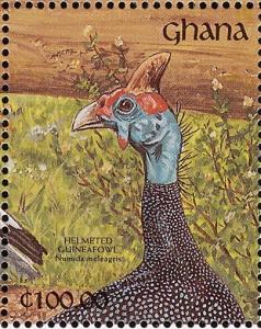 Colnect-1459-804-Helmeted-Guineafowl-Numida-meleagris.jpg