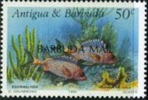 Colnect-2111-828-Longspine-Squirrelfish-Holocentrus-rufus.jpg