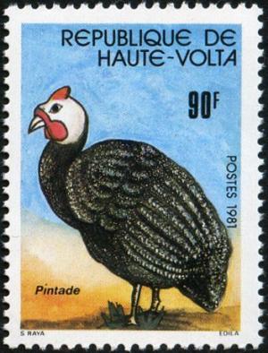 Colnect-2244-800-Helmeted-Guineafowl-Numida-meleagris.jpg