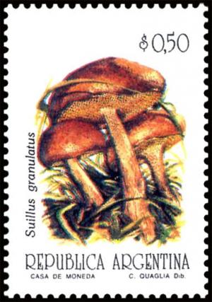 Colnect-5081-856-Suillus-granulatus.jpg