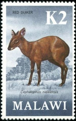 Colnect-6028-483-Red-Forest-Duiker-Cephalophus-natalensis.jpg