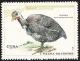 Colnect-2031-165-Helmeted-Guineafowl-Numida-meleagris.jpg