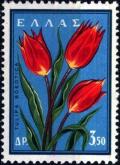 Colnect-3105-748-Wild-Tulips-Tulipa-boeotica.jpg