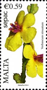 Colnect-2493-464-Wavyleaf-Mullein-Verbascum-sinuatum.jpg