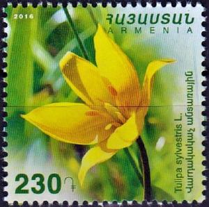 Colnect-3913-347-Tulipa-sylvestris.jpg