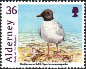 Colnect-5461-937-Mediterranean-Gull-Ichthyaetus-melanocephalus-.jpg