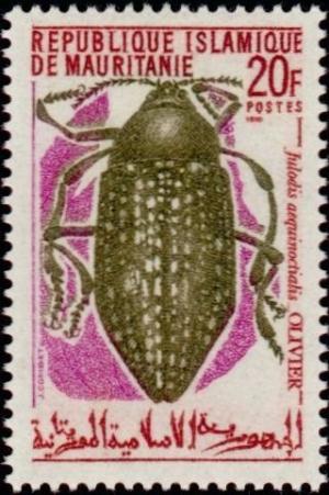 Colnect-989-352-Beetle-Julodis-aecquinoctialis.jpg