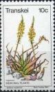 Colnect-1712-280-Bulbine-natalensis.jpg