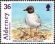 Colnect-5461-937-Mediterranean-Gull-Ichthyaetus-melanocephalus-.jpg