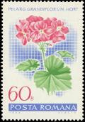 Colnect-4833-062-English-pelargonium-Pelargonium-grandiflorum-hybr.jpg