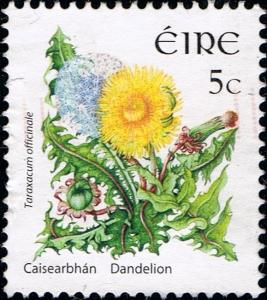 Colnect-2364-489-Taraxacum-officinale-Dandelion.jpg