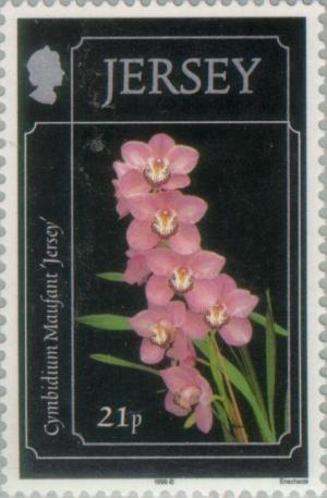 Colnect-127-783-Cymbidium-Maufant---Jersey--.jpg