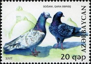 Colnect-1603-570-Pigeon-Columba-livia-forma-domestica.jpg