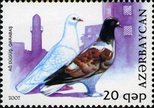 Colnect-1603-572-Pigeon-Columba-livia-forma-domestica.jpg