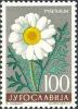 Colnect-1016-965-Dalmation-Pyrethrum-Chrysanthemum-cinerariaefolium.jpg