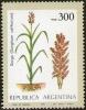 Colnect-1597-817-Sorghum-Sorghum-caffrorum.jpg