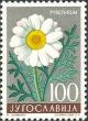 Colnect-1016-965-Dalmation-Pyrethrum-Chrysanthemum-cinerariaefolium.jpg