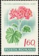 Colnect-4833-065-English-pelargonium-Pelargonium-grandiflorum-hybr.jpg