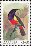 Colnect-864-827-Anchieta-s-Sunbird-Anthreptes-anchietae.jpg