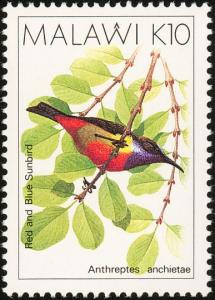 Colnect-864-302-Anchieta-s-Sunbird-Anthreptes-anchietae.jpg