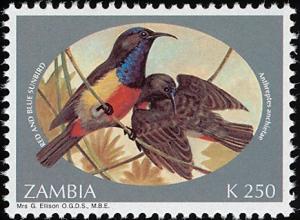 Colnect-1502-675-Anchieta-s-Sunbird-Anthreptes-anchietae.jpg