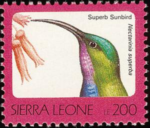 Colnect-1617-999-Superb-Sunbird-Cinnyris-superbus.jpg