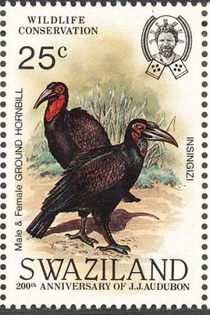 Colnect-1661-903-Southern-Ground-hornbill-Bucorvus-cafer.jpg