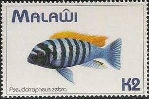 Colnect-1734-866-Zebra-Mbuna-Pseudotropheus-zebra.jpg