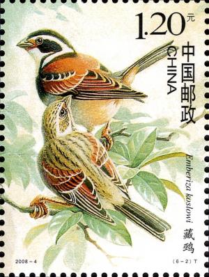 Colnect-1771-348-Tibetan-Bunting-Emberiza-koslowi-.jpg