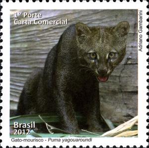 Colnect-2979-713-Jaguarundi-Puma-yagouaroundi.jpg