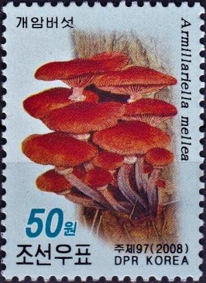 Colnect-5559-793-Honey-fungus-Armillaria-mellea.jpg