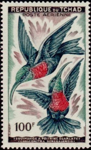 Colnect-894-275-Scarlet-chested-Sunbird-Chalcomitra-senegalensis.jpg