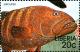 Colnect-3977-603-Grouper-Epinephelus-sp.jpg