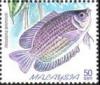 Colnect-1967-902-Kissing-Gourami-Helostoma-temmincki.jpg