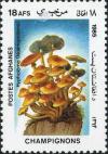 Colnect-2025-602-Sulphur-Tuft-Hypholoma-sp.jpg