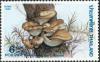 Colnect-2236-075-Pleurotus-cystidiosus.jpg