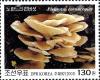 Colnect-2413-999-Pleurotus-cornucopiae.jpg