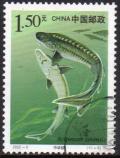 Colnect-2197-777-Chinese-Sturgeon-Acipenser-sinensis.jpg