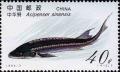 Colnect-5157-895-Chinese-Sturgeon-Acipenser-sinensis.jpg