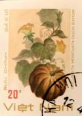 Colnect-5594-004-Pumpkin-cucurbita-Moschata-Duch-Expoir.jpg