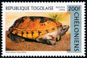 Colnect-2073-751-Mexican-Musk-Turtle-Staurotypus-triporcatus.jpg